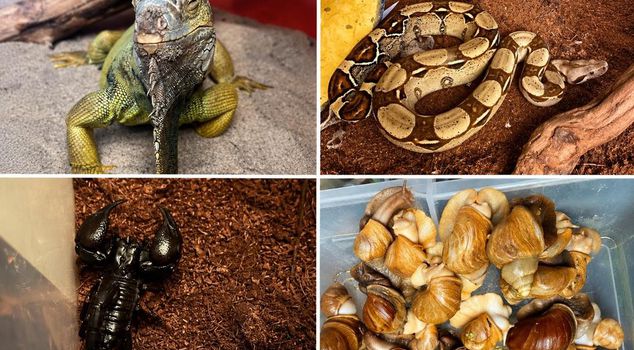 Those leaving a house in Istanbul were astonished! Tarantula, scorpion, savannah monitor and more...