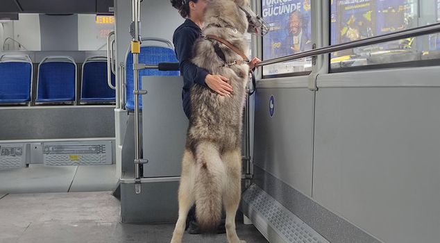 A woman got on public transport with a wolf in Istanbul.