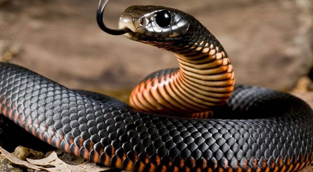 New crisis in the World Cup! A poisonous snake entered the training session, chaos ensued.