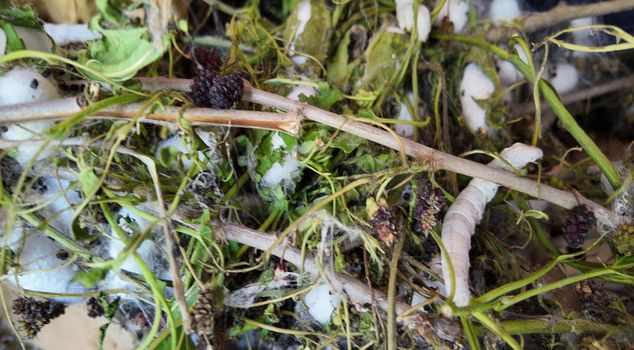 A retired teacher started it as a hobby, it became a new source of income: They produce nearly 200 kilograms of cocoons per year