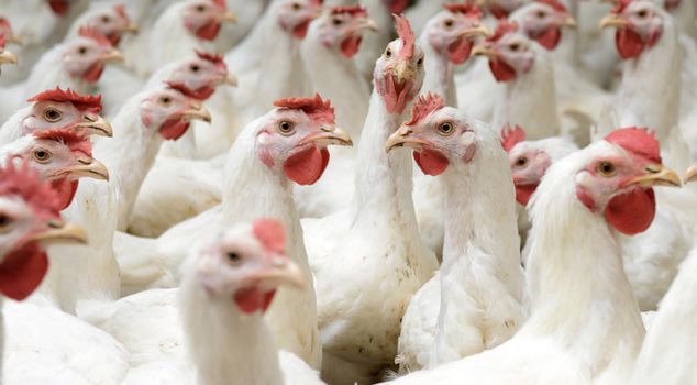 The trusteeship decision for 4 white meat companies was overturned.