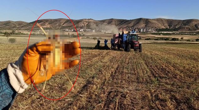 شوهد في الحقل، يتغذى على اللحم! إنه عملاق حقًا