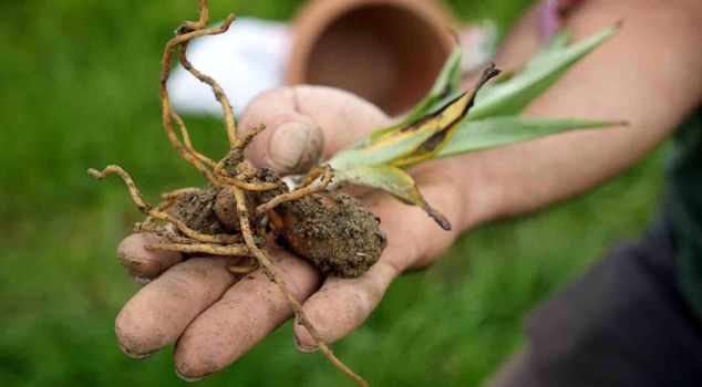 It is forbidden to collect in nature, those who grow it in the field become rich: it is sold for 13 thousand lira