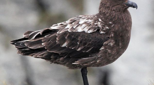 First H5N1 bird flu case detected on mainland Australia