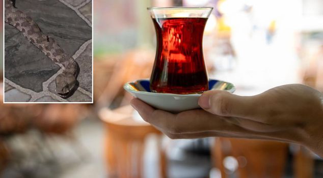 خرج إلى الشرفة لشرب الشاي، فتجمد عندما رأى الأفعى العملاقة أمامه