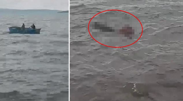 The calf, going out for the first time, threw itself into the lake.