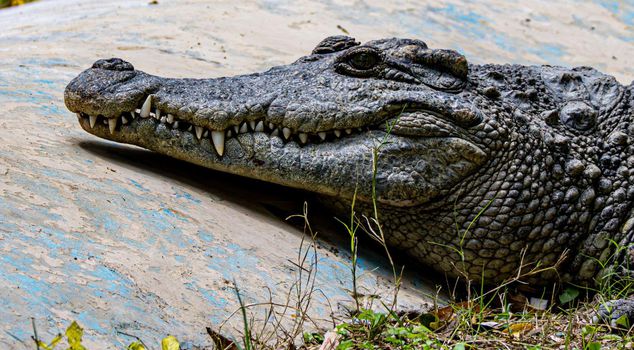The person who threw a 3-year-old child into the crocodile cage has been released