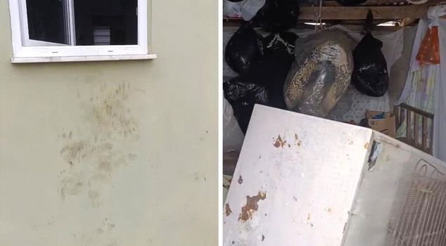 A bear that entered 20 houses in a single day has exhausted the highland residents.