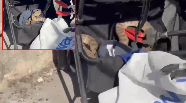 ثعبان سقط من شجرة على عربة الأطفال