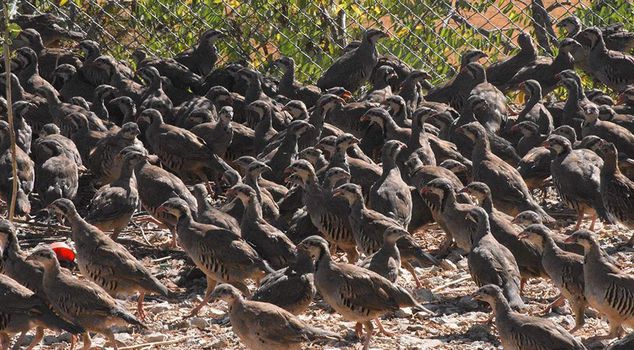 An army of partridges and pheasants is ready against the tick threat: they will be released into nature in 62 provinces