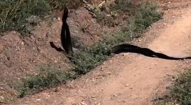 The dance of the snakes was captured on camera