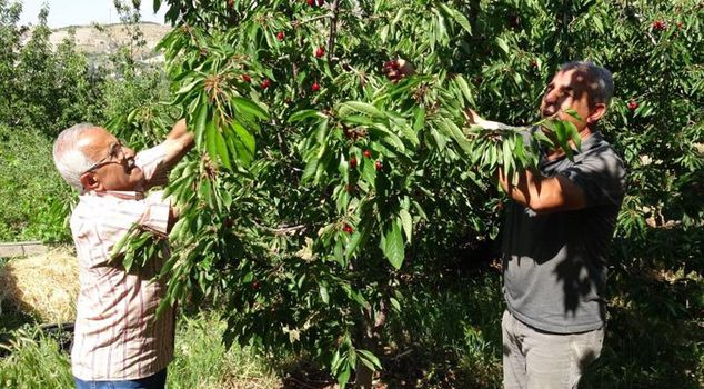 The harvest has started, but they cannot find workers for a daily wage of 3,000 TL.