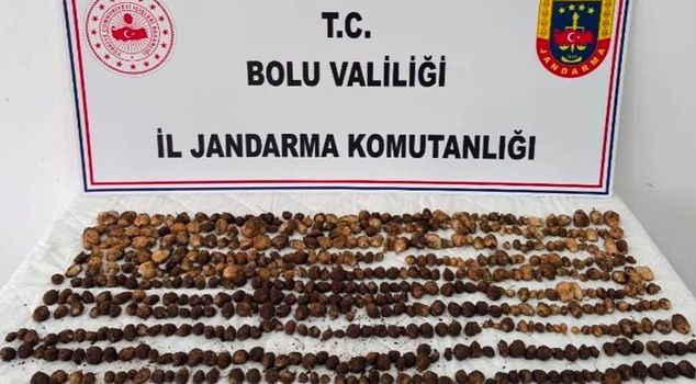 They found and collected them in nature! When caught, they were fined 2 million TL.