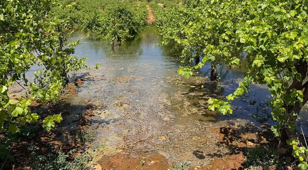Israeli settlers in the West Bank dumped sewage waste on Palestinian agricultural lands
