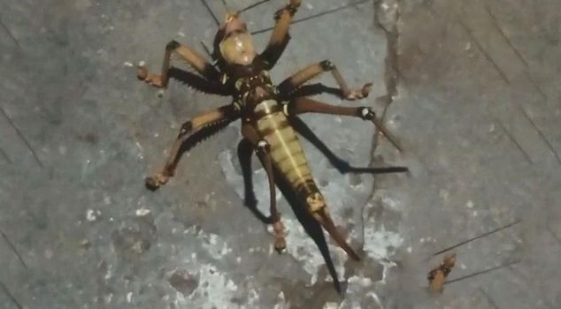 В Элязыге был замечен гигантский кузнечик, поедающий мясо