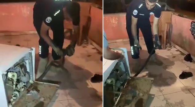 A 2-meter black snake that entered the dishwasher caused nightmares for the residents.