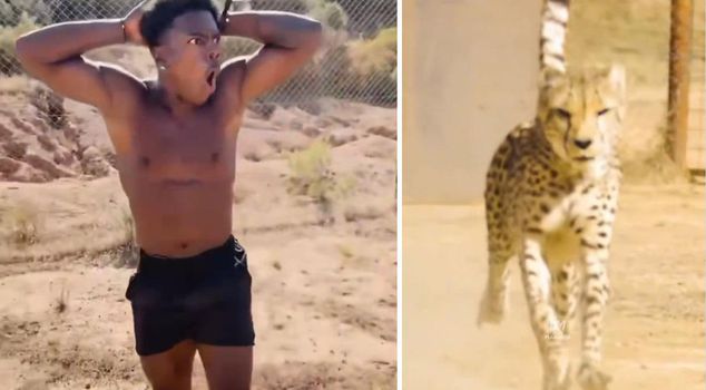 IShowSpeed raced against a cheetah! The winner was determined by a narrow margin.