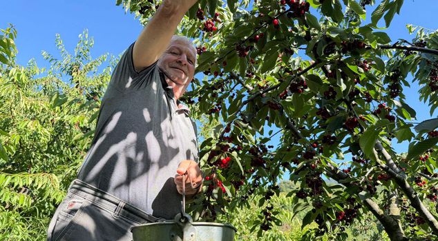 The harvest of red gold has begun at the edge of Istanbul.