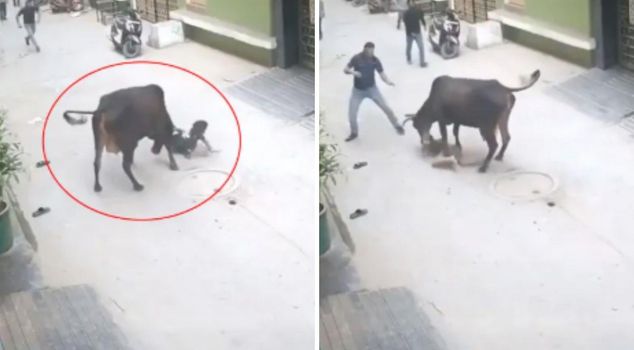 Screaming sounds woke up the neighborhood! The stray cow attacked the little child.