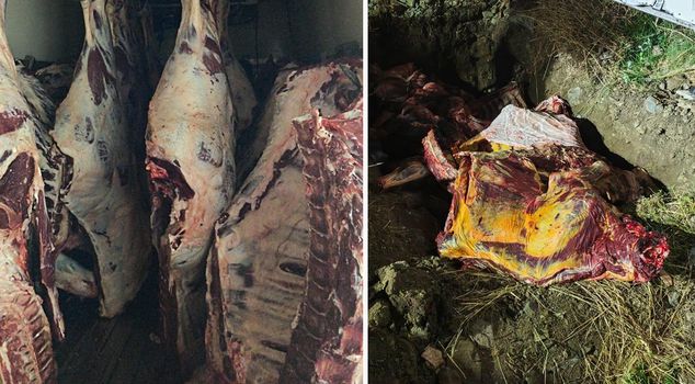 1.8 tons of smuggled meat seized in Sakarya was destroyed.