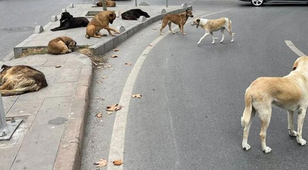Ankara Governor Canbolat announced that 52 thousand stray dogs have been collected.