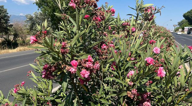 A person who claimed to have fallen ill after eating oleander in Aydın was taken to the hospital.