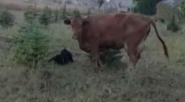 A calf surprise for the breeder searching for his lost cow.