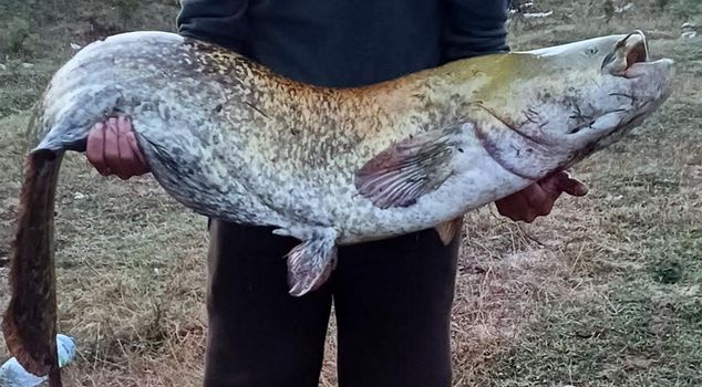 An amateur angler caught a 35-kilogram catfish with a fishing rod.