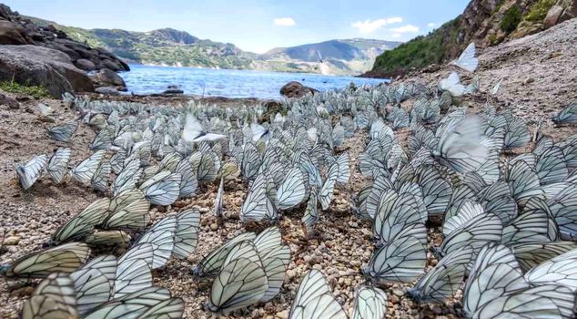 Butterfly festival at Nemrut Crater Lake