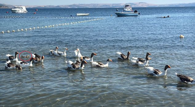 The 'paroled' geese adopted and accepted the duckling into the flock.