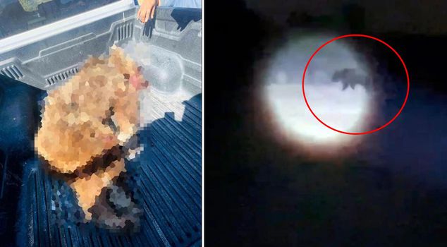 The bear that terrorized Seferihisar was shot dead.