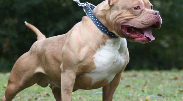 4-year-old child dies in pit bull attack in Germany