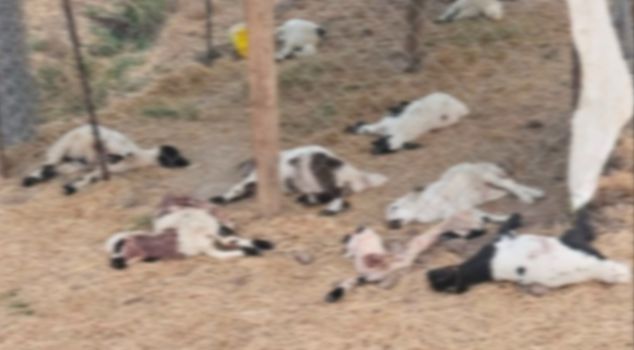15 lambs killed in dog attack in Diyarbakır