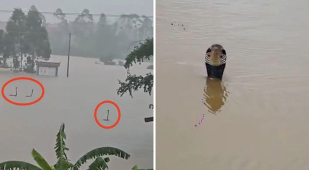 A cobra invasion after the flood! Approximately 900 snakes overran the village.