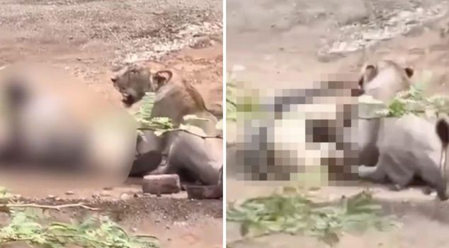 Wild attack on camera! Shepherd seriously injured in lioness attack