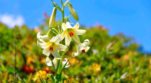 The penalty for picking this flower is 699 thousand liras.