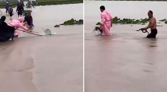 Address of the images from China: Farmers chase after hundreds of escaped snakes like this