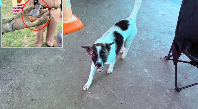 In Thailand, a pet dog brought a grenade into the house.