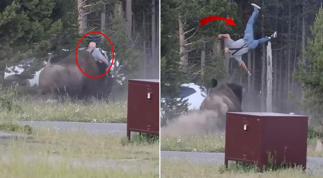 Ужас в национальном парке! Разъяренный бизон подбросил туриста на несколько метров в воздух.