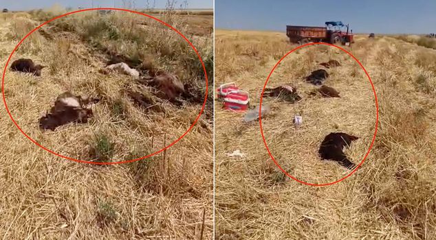 The herd owner collapsed! 150 animals perished at once.