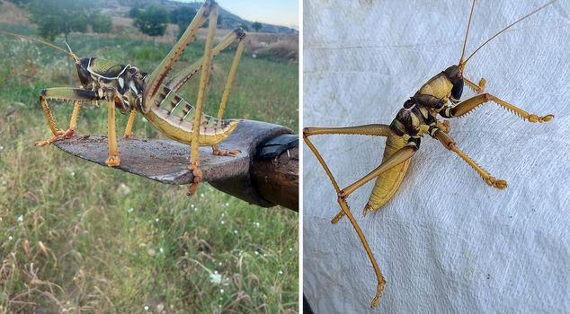 Carnivorous grasshopper sighted in Batman
