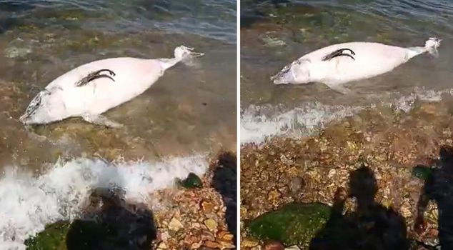 Sad scene on Kınalıada coast: Dead dolphin washed ashore