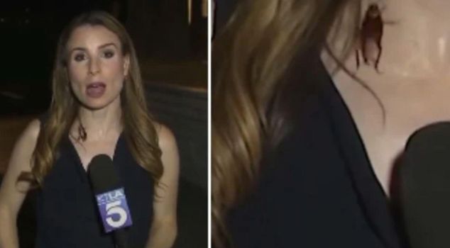 The reporter's composure was admirable! He didn't mind the cockroach.