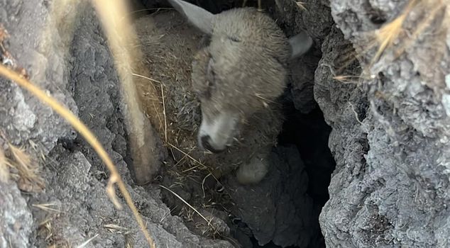 Location: Ankara! Dozens of animals were swallowed by the earth.