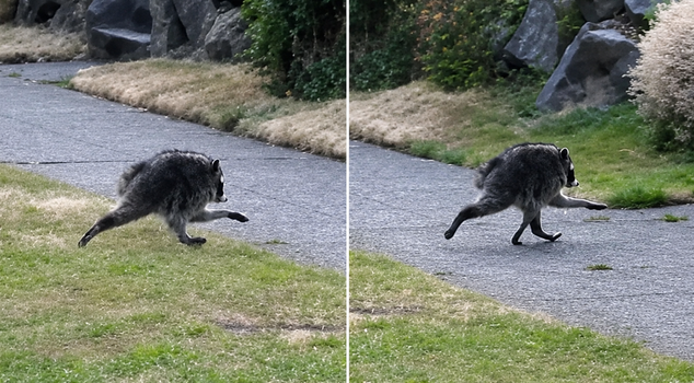 The first creature that saw it thought it was a chest! The truth split social media in two.