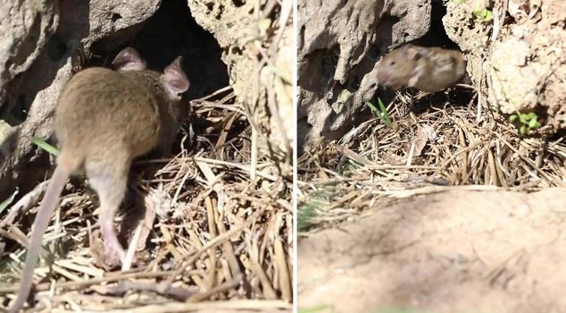 The escape of a mouse that entered a viper's nest captured on camera