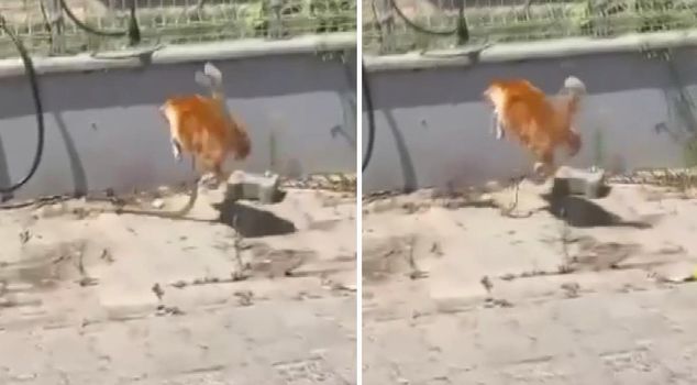 The fight between the cat and the snake on camera