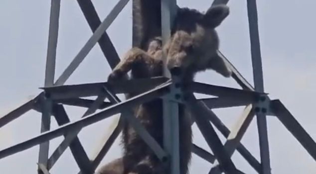 The bear seeking adventure met a tragic end! It was electrocuted while climbing an electrical pole.