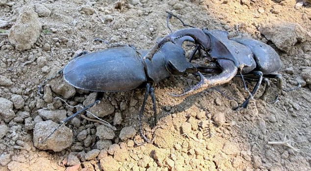 The endangered stag beetle was spotted in Gördes.