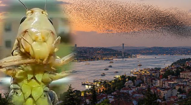 They are coming to Turkey in droves! After Istanbul, they have also surrounded that province.